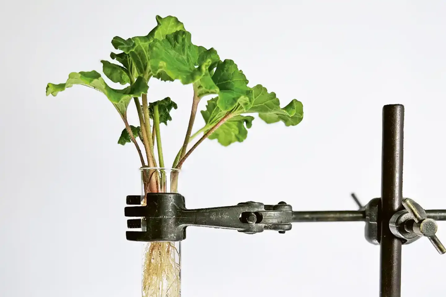 A plant with green leaves and visible roots in a test tube, held by a metal clamp.