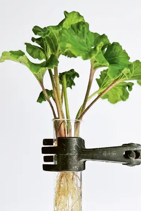 A plant with green leaves and visible roots in a test tube, held by a metal clamp.