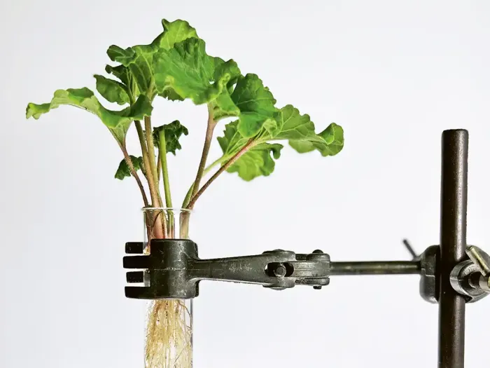 A plant with green leaves and visible roots in a test tube, held by a metal clamp.